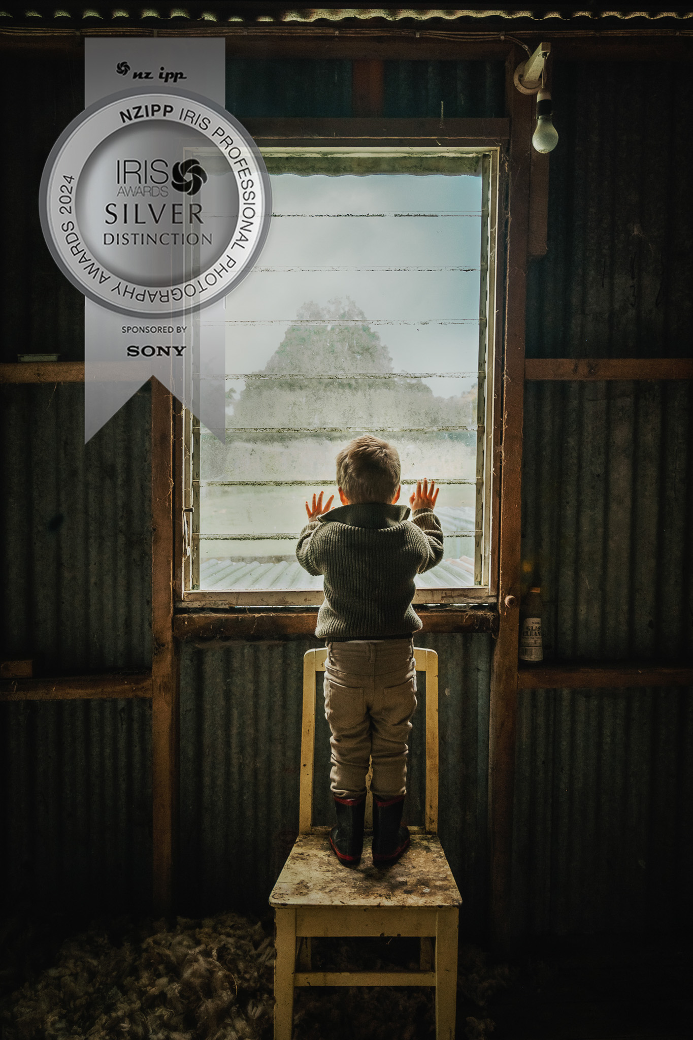 Silver with distinction photograph, James looking out a dirty woolshed window